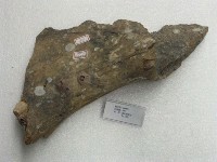 藏品(象的脊椎肩骨(上部))的圖片